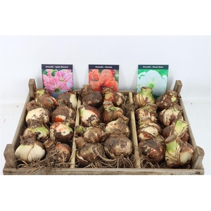 Bloembol Hipp Mix 2