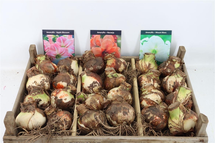 <h4>Bloembol Hipp Mix 2</h4>