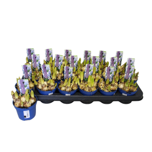 Bol op pot Muscari Mountain Lady 9cm