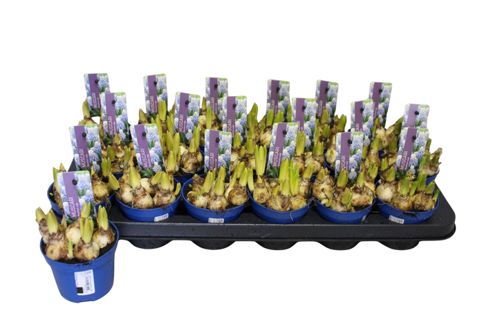 <h4>Bol op pot Muscari Mountain Lady 9cm</h4>