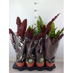 Calathea lancifolia