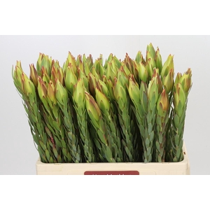 Leucadendron Procerum