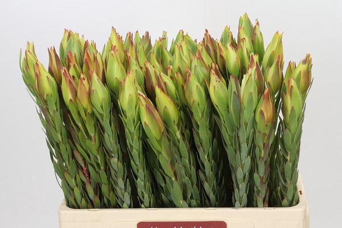 <h4>Leucadendron Procerum</h4>