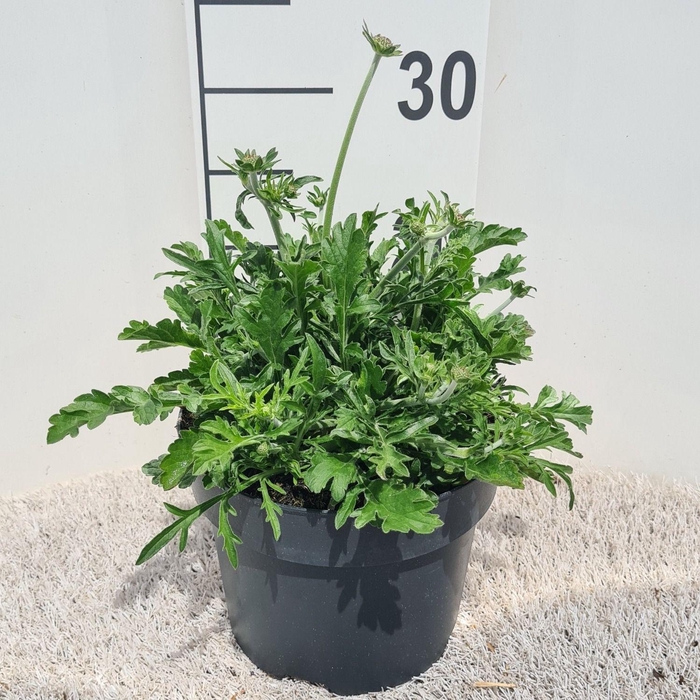 <h4>Scabiosa Butterfly Blue P19</h4>