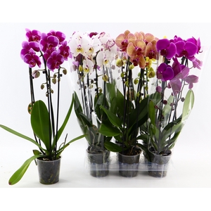 PHAL EL CASCADE