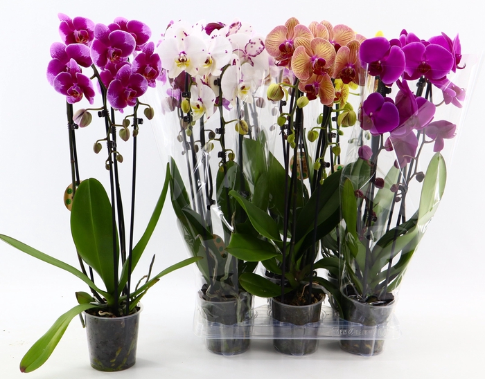 <h4>PHAL EL CASCADE</h4>