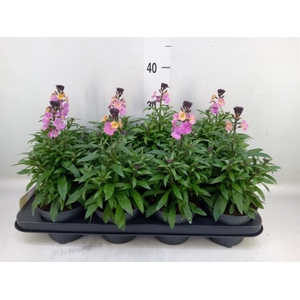 Erysimum  'Leya Purple Glow'