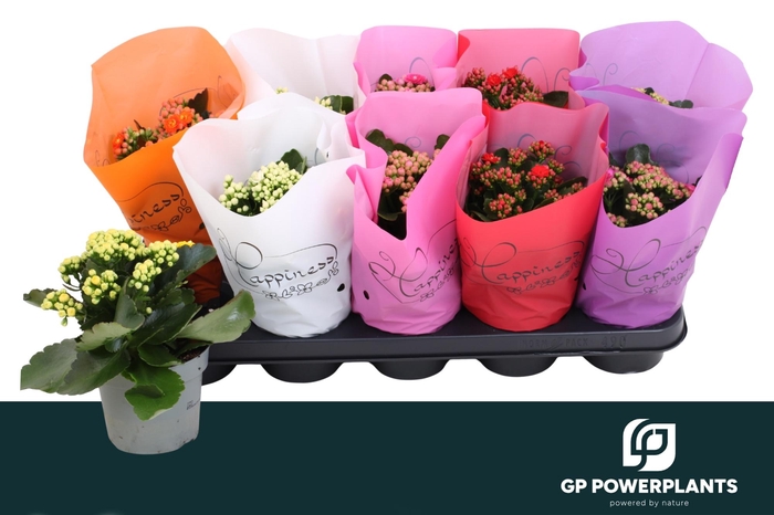 <h4>KAL GE RF GEM 6 KL</h4>