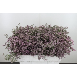 Limonium Sinense Safora Oshi Pink