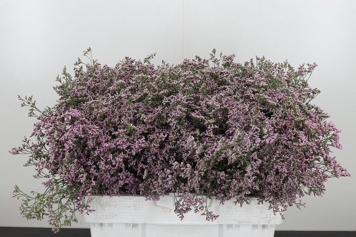 <h4>Limonium Sinense Safora Oshi Pink</h4>