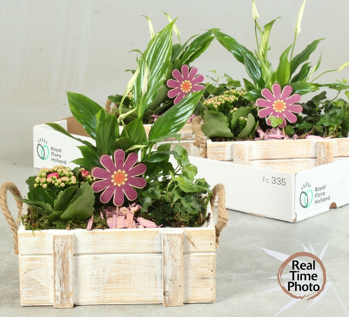 <h4>ARR KAMERPL</h4>