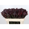 Leucadendron Saf Sunset Dark R.