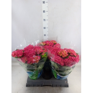 Hydrangea mac. 'Hot Red'