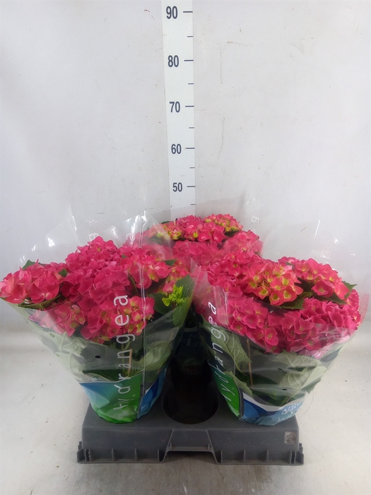 <h4>Hydrangea mac. 'Hot Red'</h4>