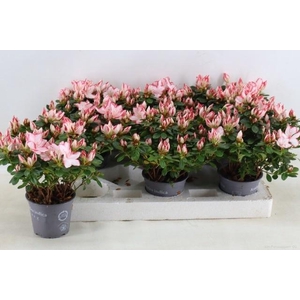 RHODO SI SACHSENSTER