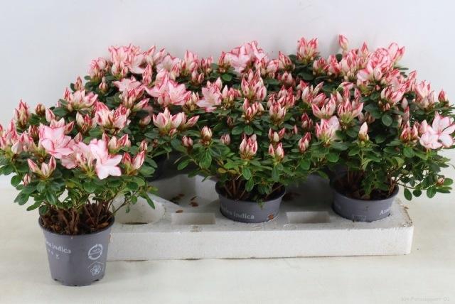 <h4>RHODO SI SACHSENSTER</h4>