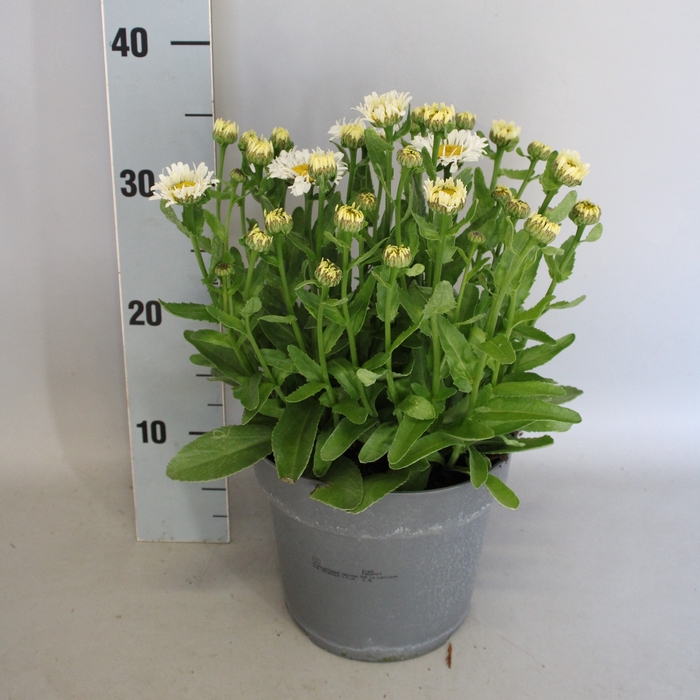 <h4>vaste planten 19 cm  Leucanthemum White</h4>
