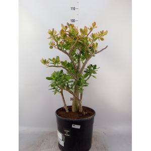 Crassula ovata 'Sunset'