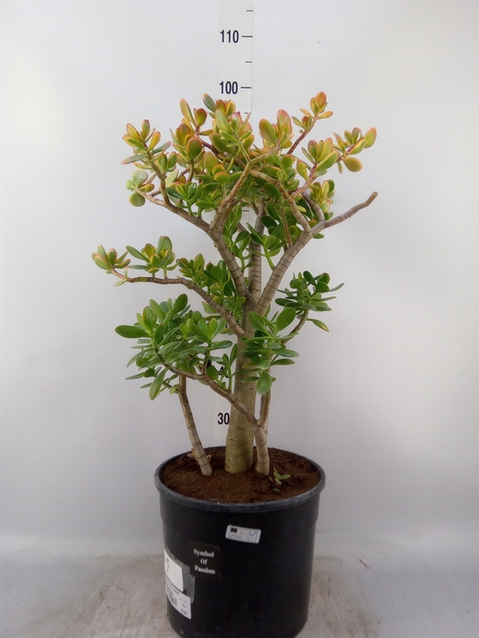 <h4>Crassula ovata 'Sunset'</h4>