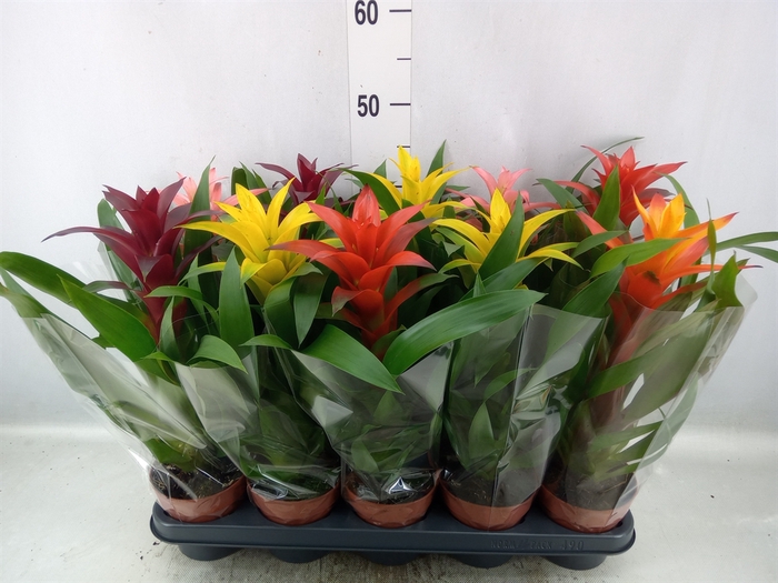 <h4>Guzmania   ...mix 5</h4>