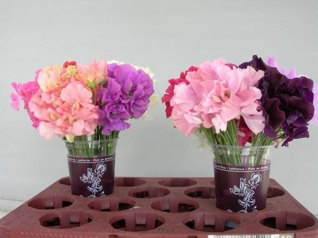 <h4>Lathyrus od mix in bucket</h4>