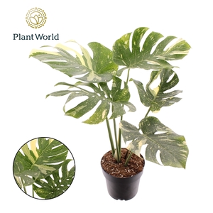 Monstera 'Thai Constellation'