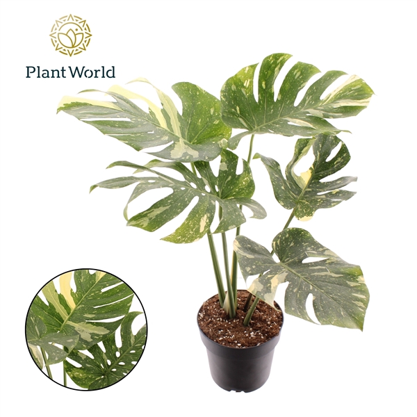 <h4>Monstera 'Thai Constellation'</h4>