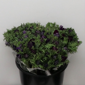 Anem Mistral Bordeaux