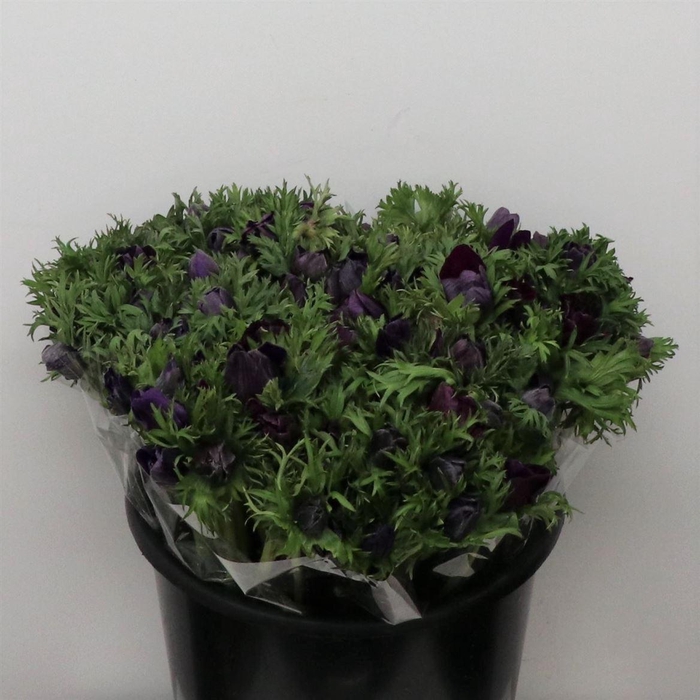 <h4>Anem Mistral Bordeaux</h4>