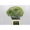 Ammi Visnaga