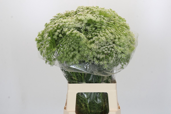<h4>Ammi Visnaga</h4>