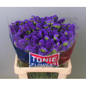 Statice Crystal Dark Blue Tonie