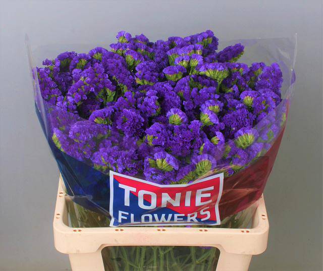 <h4>Statice Crystal Dark Blue Tonie</h4>