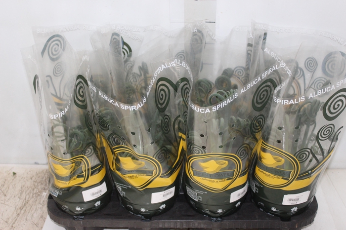 <h4>ALBUCA SPIRALIS P14 SEM FLOR</h4>