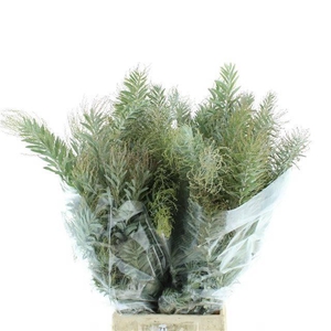 ACACIA BL CL LUNE BS