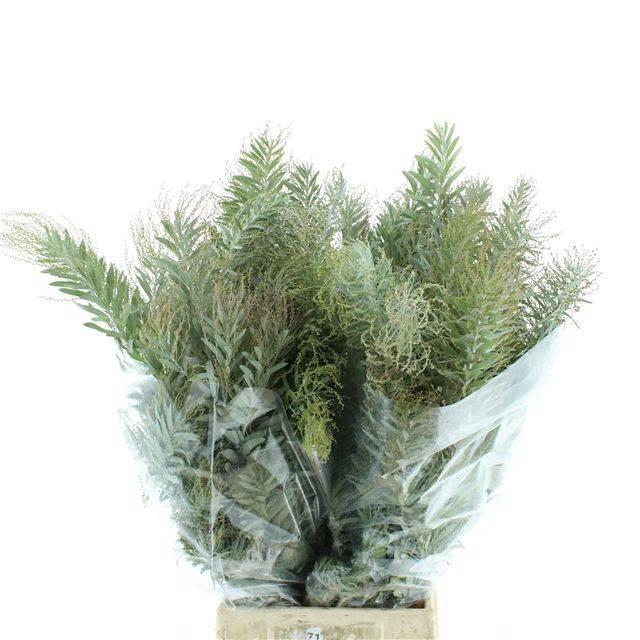 <h4>ACACIA BL CL LUNE BS</h4>