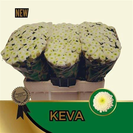 <h4>Chr S Keva</h4>