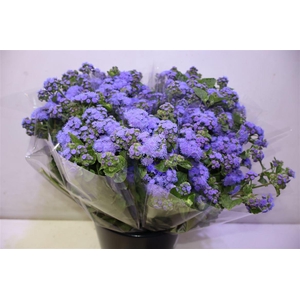 Ager H Blue Planet X5