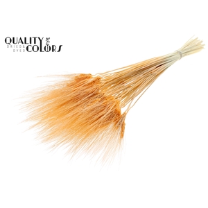 Triticum Beard per bunch Bleached Salmon