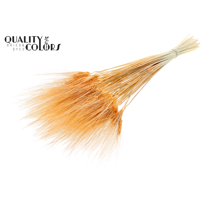 <h4>Triticum Beard per bunch Bleached Salmon</h4>