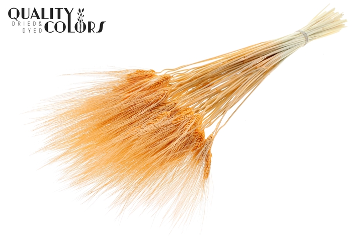 <h4>Triticum Beard per bunch Intense Salmon</h4>