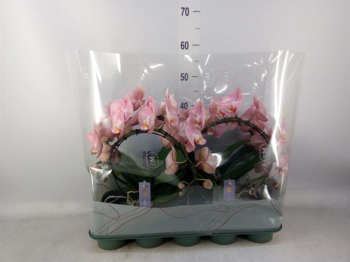 <h4>Phalaenopsis   ...rose</h4>