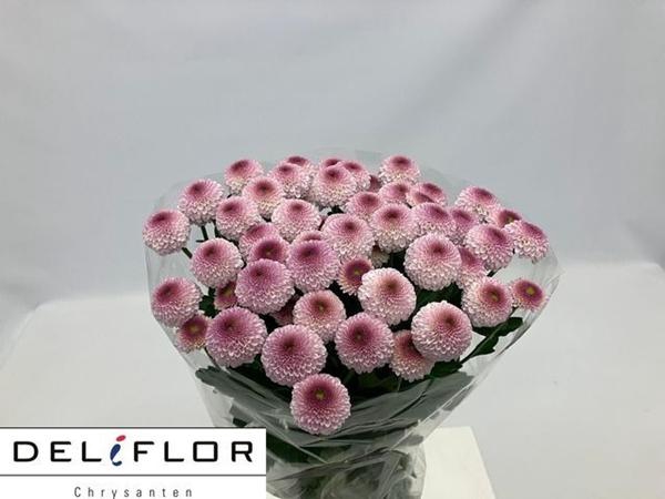 <h4>CHR T SUGARBUNNY</h4>