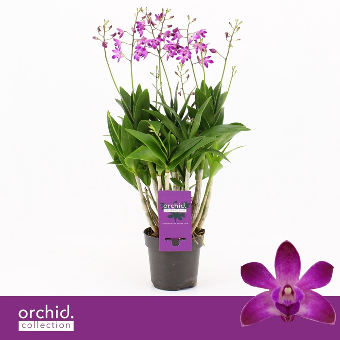 <h4>Dendrobium, Berry Oda XXL 6+ spike 'Orchid Collection'</h4>