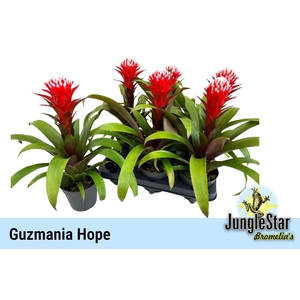 GUZM HOPE