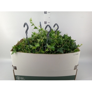 Hedera helix 'Shamrock'