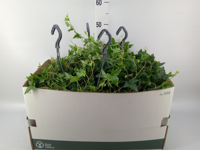 <h4>Hedera helix 'Shamrock'</h4>
