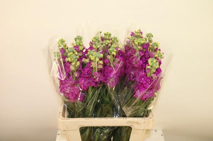 <h4>MATTH IRON ROSE</h4>