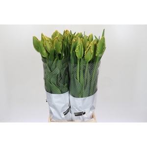 Tulipa pa Avignon Parrot