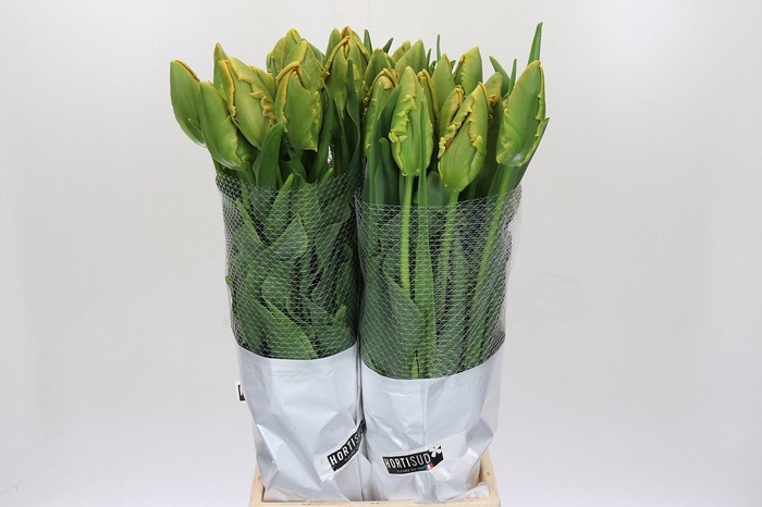 <h4>Tulipa (Frans) pa Avignon Parrot</h4>